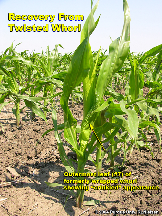 Twisted Whorl Symptoms In Corn Corny News Network Purdue University