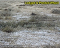 Ponded wheat field