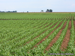 Uniformly healthy field