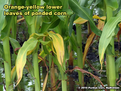 Orange-yellow leaves