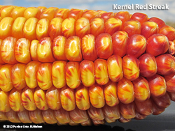 Kernel red streak