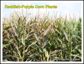 Purple corn