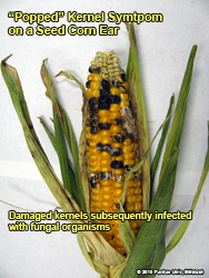 Popped kernel symptom