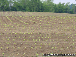 Yellow-green corn