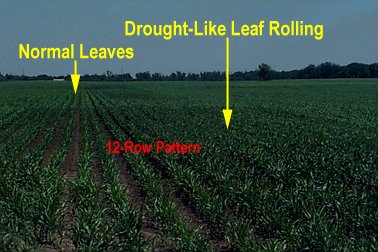 Herbicide Injury to Corn (Purdue Univ.)