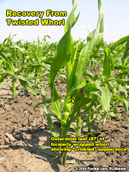 Twisted Whorl Symptoms in Corn - Corny News Network (Purdue University)