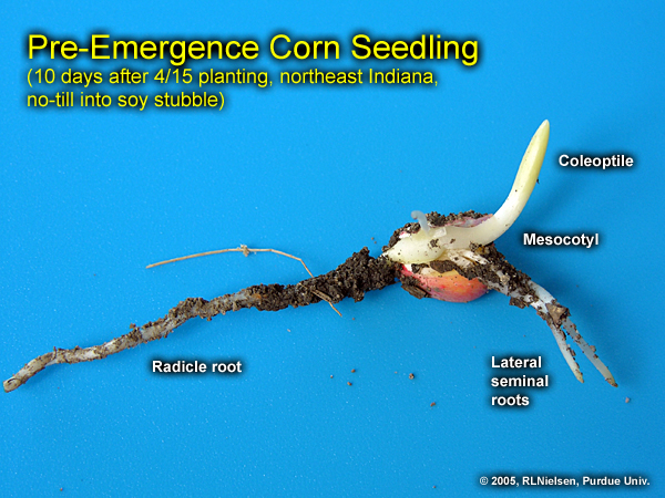 Corn Seed Germination Stages