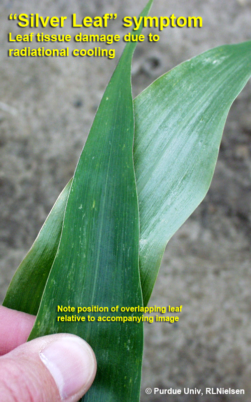 Silver Leaf Symptom in Corn (Purdue University)
