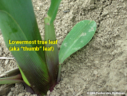 Determining Corn Leaf Stages (Purdue University)
